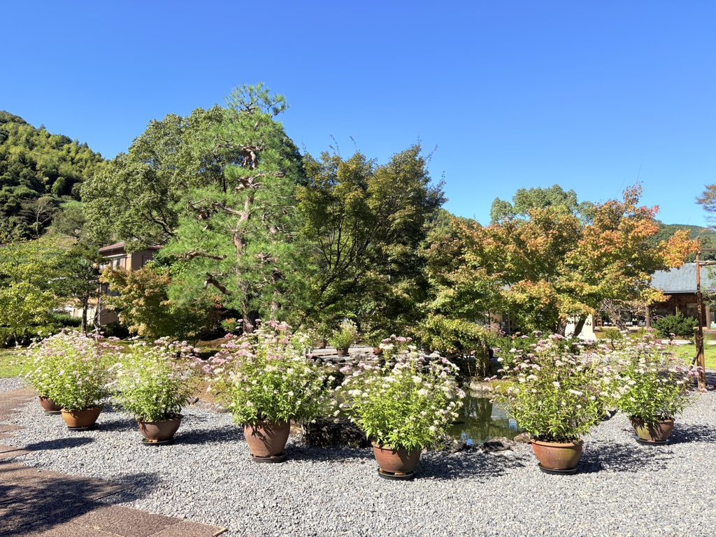 玉露の里には、フジバカマが植えられた大きな鉢が並んでいました。そこにもアサギマダラが訪れていました。