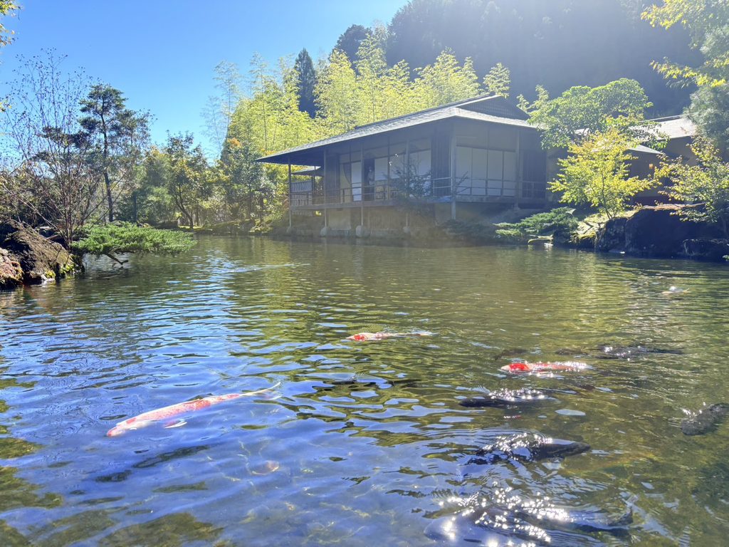 庭園の池で優雅に泳ぐ鯉